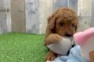 Best Mini Goldendoodle Baby