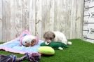 Funny Havapoo Poodle Mix Pup