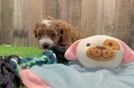 Cavapoo Pup Being Cute