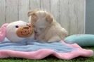 Meet Colton - our Maltipoo Puppy Video  - Lone Star Pups Small Maltipoo Baby