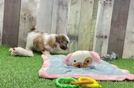 Meet Omega - our Teddy Bear Puppy Video