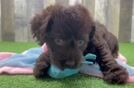 Happy Mini Labradoodle Baby