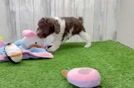 Meet Ridley - our Cockapoo Puppy Video
