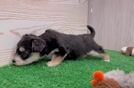Yorkie Chon Puppy for Adoption