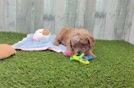 Smart Cavapoo Poodle Mix Pup