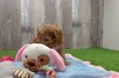 Funny Cavapoo Poodle Mix Pup