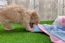 Maltipoo Pup Being Cute