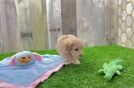 Happy Maltipoo Baby