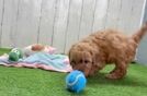Cavapoo Puppy for Adoption