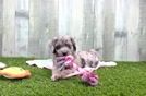 Mini Aussiedoodle Pup Being Cute