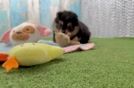 Playful Pomeranian Purebred Pup