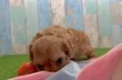 Cavapoo Puppy for Adoption