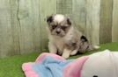 Best Shih Pom Baby