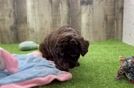 Small Poodle Baby