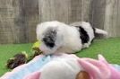 Funny Mini Sheepadoodle Poodle Mix Pup