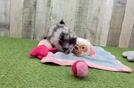 Pomeranian Pup Being Cute