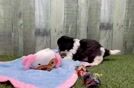 Meet Deb - our Teddy Bear Puppy Video
