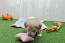 Meet Lace - our Maltipoo Puppy Video  - Lone Star Pups Popular Maltipoo Poodle Mix Pup