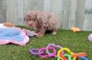 Cute Mini Aussiedoodle Baby