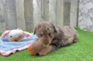 Mini Labradoodle Puppy for Adoption