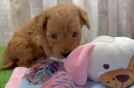 Mini Goldendoodle Puppy for Adoption