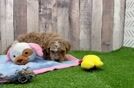Poodle Pup Being Cute