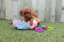 Small Cavapoo Baby