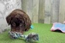 Mini Labradoodle Puppy for Adoption