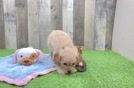 Cavapoo Puppy for Adoption