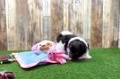 Meet Tango - our Havanese Puppy Video