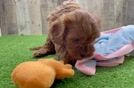 Small Cavapoo Baby