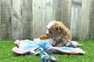 Maltipoo Puppy for Adoption