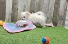 Cute Maltese Purebred Puppy