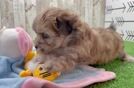 Adorable Havadoodle Poodle Mix Puppy