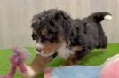 Playful Mini Bernese Poodle Poodle Mix Puppy