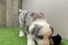 Mini Sheepadoodle Puppy for Adoption