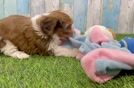 Popular Cavachon Designer Pup