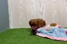 Meet Charlotte - our Mini Goldendoodle Puppy Video