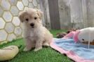 Smart Maltipoo Poodle Mix Pup