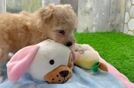 Popular Poochon Poodle Mix Pup