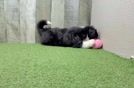 Petite Aussiechon Designer Pup