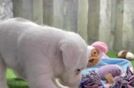 Meet Denim - our Mini Labradoodle Puppy Video