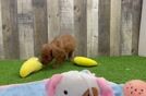 Meet Orion - our Cavapoo Puppy Video