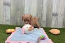 Best Cavapoo Baby