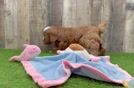 Cavapoo Pup Being Cute