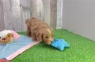 Cavapoo Puppy for Adoption