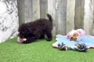 Mini Labradoodle Puppy for Adoption