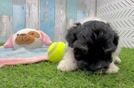 Adorable Bichon Habanero Purebred Puppy