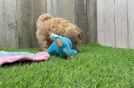 Friendly Maltipoo Baby