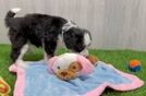 Mini Bernedoodle Puppy for Adoption